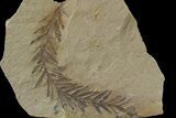 Metasequoia (Dawn Redwood) Fossil - Montana #79591-1